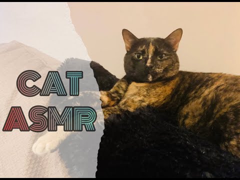 CAT ASMR | whispered Q&A w/ cat purrs, scratching, licking