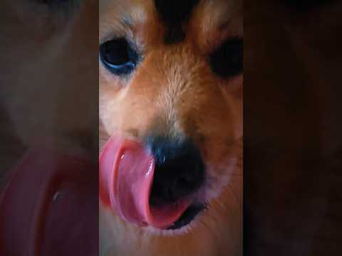 A little effort to make Eating ASMR of our Doggo 🐶 #asmrdog #asmrwithdog #asmrsounds #eatingasmr