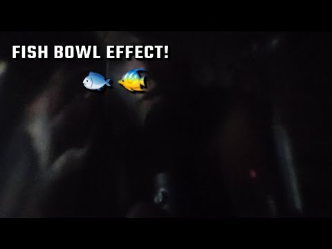 ASMR FISHBOWL EFFECT ! 🐠🐟