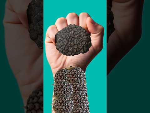 Asmr hath pe balls hatao