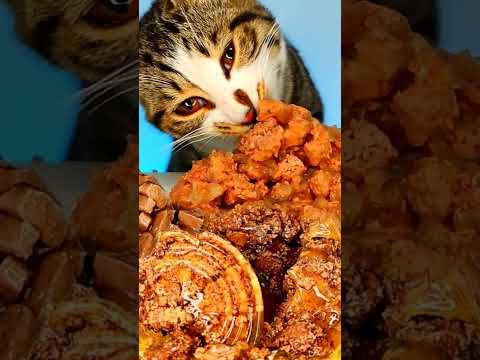 Cat ASMR 🎙️#asmr #shorts