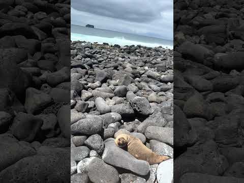 #galápagos #equador #travel