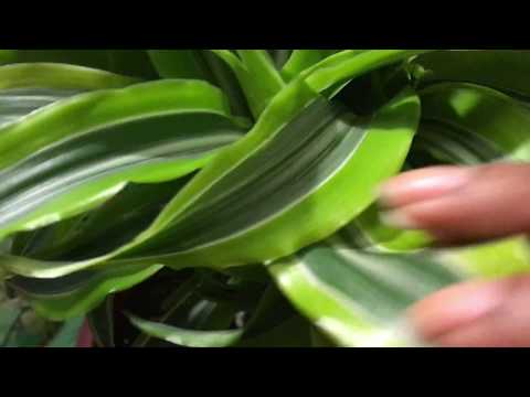 ASMR plant sounds