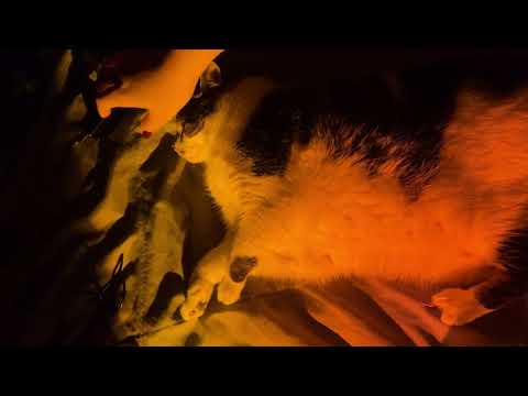 ASMR NO MEU GATINHO 💤😺