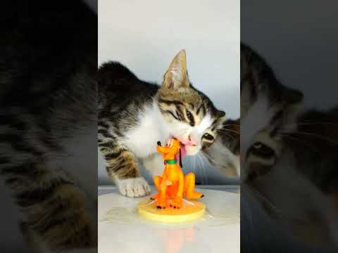 cat asmr 🐕