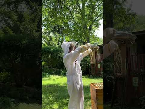 Dealing with Some Hive Beetles 🪲 🚫