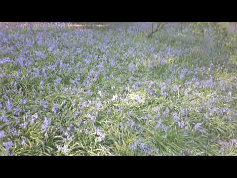 ASMR IN NATURE 🌳🌻🌷* Bluebells & Bird Song *🌷🌻🌳