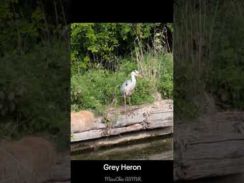 ASMR Grey Heron by the river 🌳 #birds #birdwatching #asmrnature