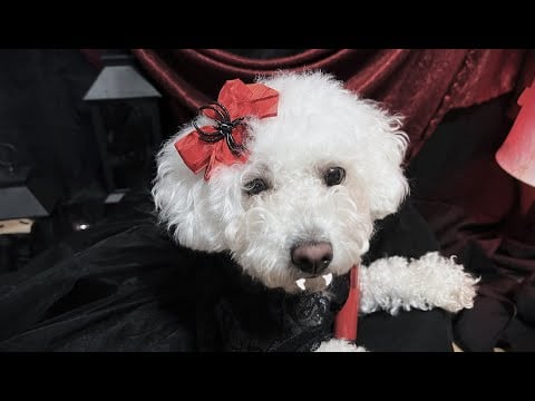Asmr Belle The Vampire🩸| Soft Whispers & Tapping