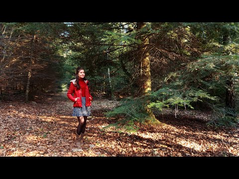 ASMR Ambience Walk in the forest with me