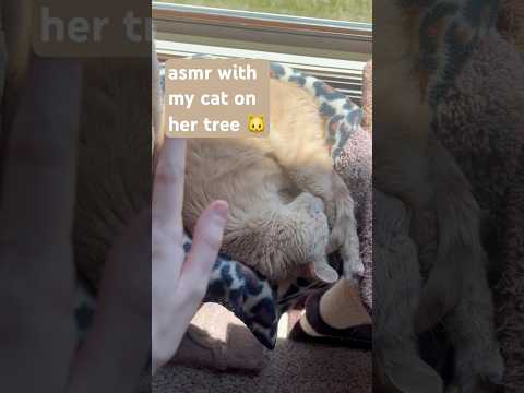 asmr with my cat on her tree 🐱 #brushing #tracing #scratching