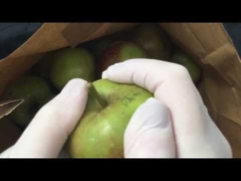 Latex Gloves *Tight* cutting and peeling Apples [[ASMR]]