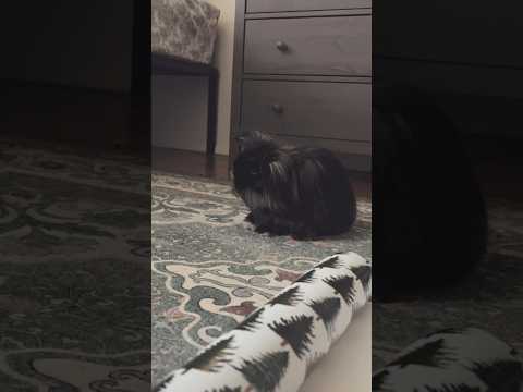 cutest bunny in the world - very unhelpful