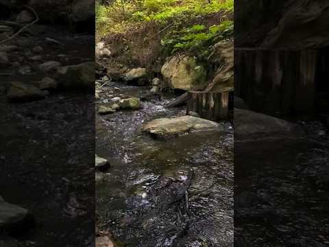 asmr by the river #relax