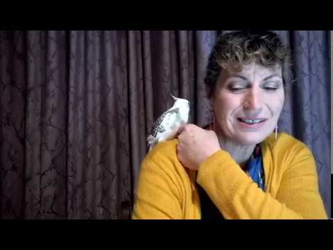 ASMR Meet Archie The Cockatiel - Soft Spoken