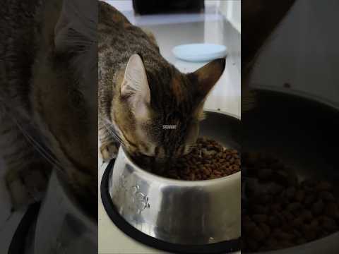 Sukun ki Jindegi Kahan milti hai Dost 🥲 #shorts #cat #kitten #minivlog #catwatch #eating