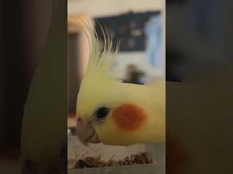 Bird Mukbang ASMR #foryou #birds #asmraudio #fypage #cockatiel #mukbang #munasmr #fypシ゚ #fypyoutube