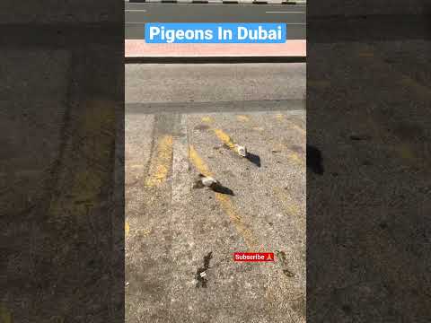 Pigeons In Dubai 😱🐧#shorts #dubai #birds