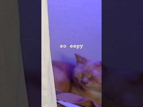 oh to be a little cat sleeping to asmr #asmr #cat #cats