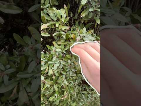 ASMR nella natura 🍃 #asmr #shorts #asmrvideo #nature