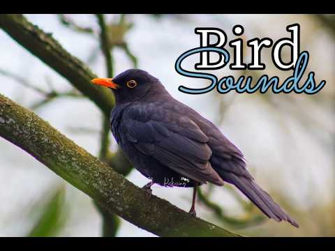 ASMR FOR CATS - GARDEN BIRD SOUNDS FOR RELAXATION [No Talking] 🐦🐦‍⬛