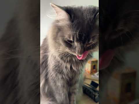 Animal Cat ASMR #asmr #animals