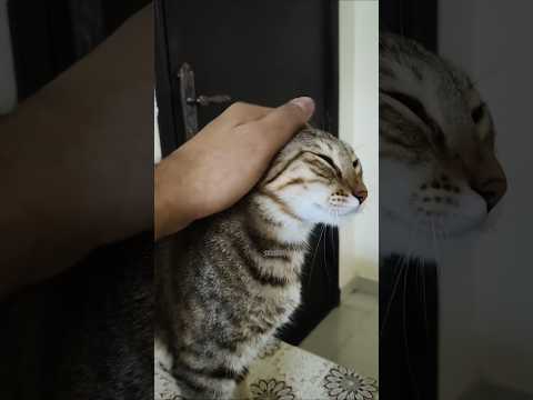 Sab se masoom Main hi hoon 😸🤫😂 #shorts #cat #kitty #kitten #funnyvideos #funnycats