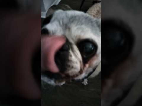 ASMR Pug teaches you how to be handsome #pug #reallycool