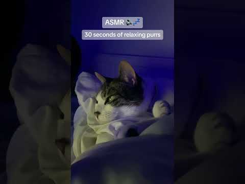 ASMR cat purring 🔊💤🐈 #asmr #cat #catpurring #asmrsounds #sleep #relaxing #catshorts #catsounds