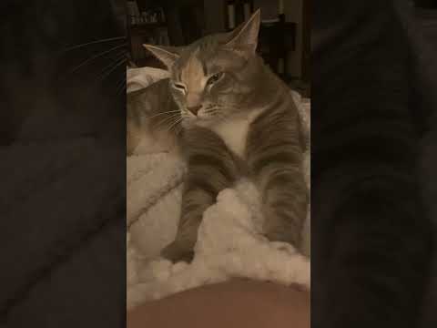ASMR/ Making Biscuits 😌 #asmr #purring #calming #makingbiscuits #relaxing