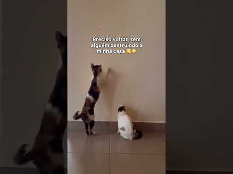 A energia caótica do vídeo 😮 💨 #fyp #gatosendogato #gateirasdobrasil #cats #gato #gatos