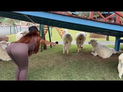 ASMR fast, with Sheep & Cows 🐑🐄 | Mouth Sounds TK-TK, SK-SK & Relaxing Farm Sounds 🎧