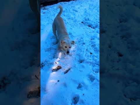 DOG LOVES SNOW ❄️🤍 #happydog #rescuedog
