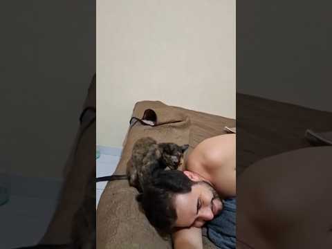 #asmr #shorts #cat