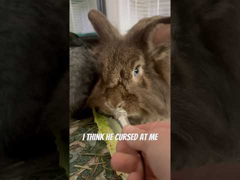 pov your bunny secretly hates you