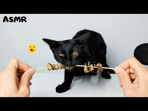 Cat eating Liver ASMR