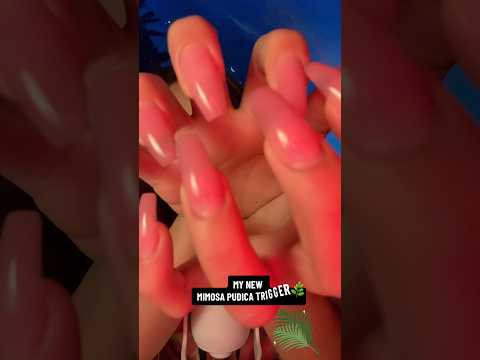 My new trigger 🌺🍀Mimosa Pudica Trigger 😴🌿#asmr #hsyasmr #asmrmimosa #donttouchme #mimosapudica