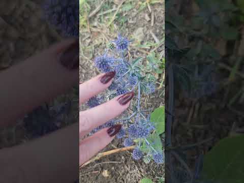 asmr Camera tapping #asmr #asmrvideo #cameratapping