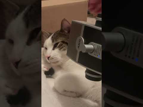 ASMR Interviewing my Sleepy Cat