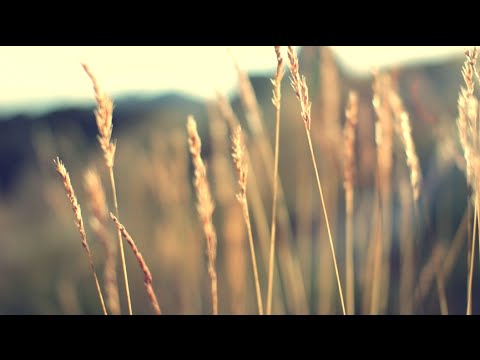 [ASMR] Quiet Peaceful Nature (Visual, Wind, Walking, Water)