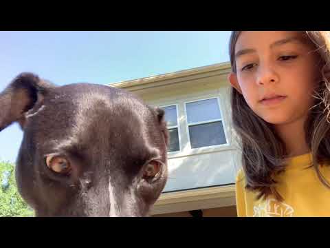 ASMR my dog eats Alaska mini