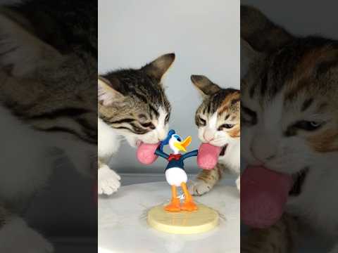 Donald Duck ASMR Mukbang Eating Sausage 🦆 Kitten Cats