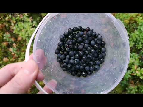 Asmr in English - Picking berries in the forest and making jam 🫐 Soft spoken voice over