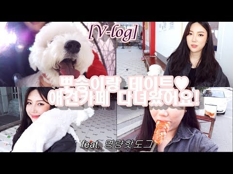 [Daily Vlog]부끄럼쟁이 뽀송이 친구만들기!Dogcafe뽀송이랑 애견카페나들이~｜비숑 프리제｜강아지｜