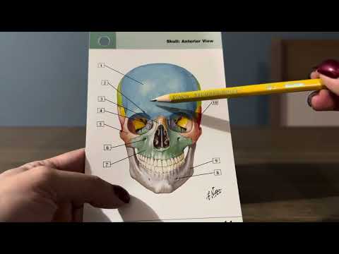 ASMR repasando tarjetas de anatomía