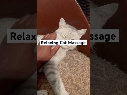 #fypシ゚viral #viralvideo #asmr #massage #cats #catlover #catshorts #subscribe #shortsvideo