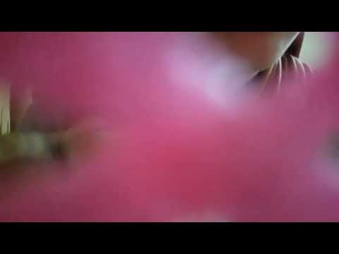 ASMR | Removing spider web from your face (whisper)