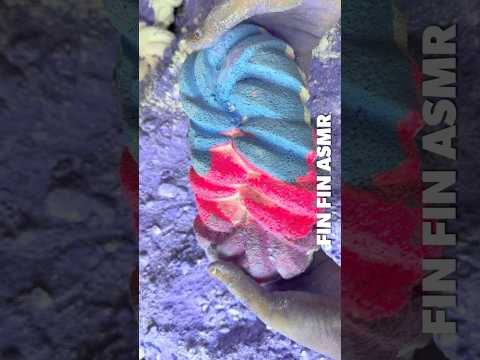 💜🩷💙🤍Purple Pink Blue White Gym Chalk Crush #431
