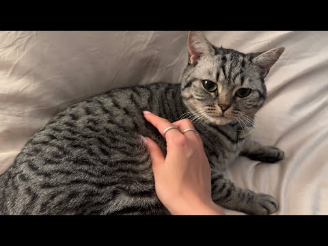 DOING ASMR ON MY CAT 🐱💤