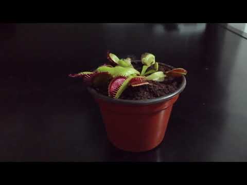 ASMR Planta Carnivora